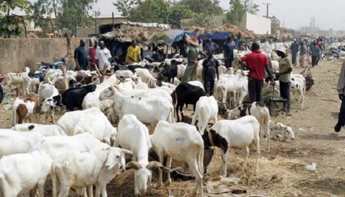 TABASKI 2018 : La cherté des aliments de bétails, le manque d’eau… Ces facteurs qui poussent les éleveurs à hausser le prix du mouton