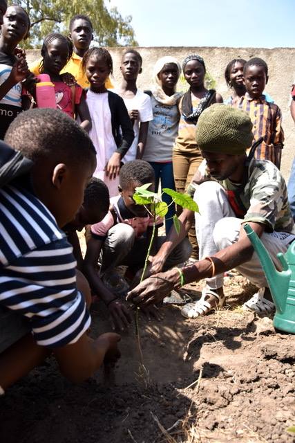 600 000 arbres pour reboiser le Sénégal : le nouveau défi de l’association Nebeday