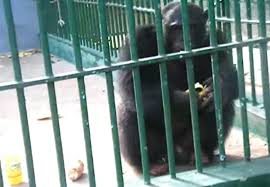 MORT DE KINGKONG: le parc Hann perd son chimpanzé vedette