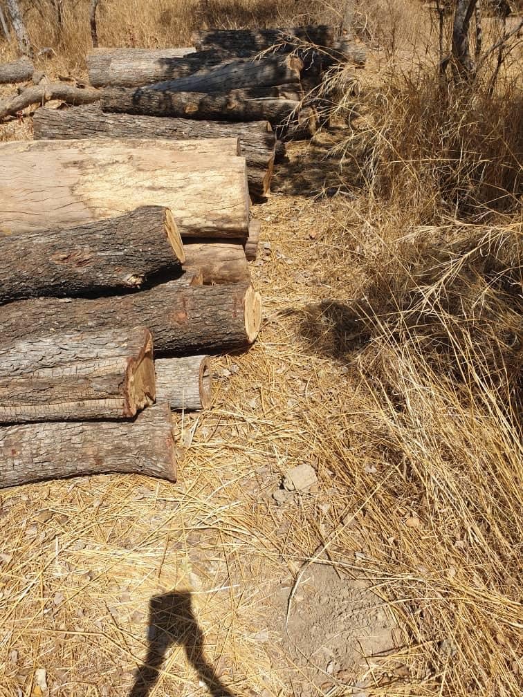 Trafic de bois : Trois personnes arrêtées avec 350 troncs d’arbres