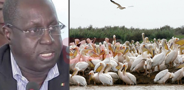 Mort de 750 pélicans au parc de Djoudj : «Il s’agit de la grippe aviaire» (Abdou Karim Sall)