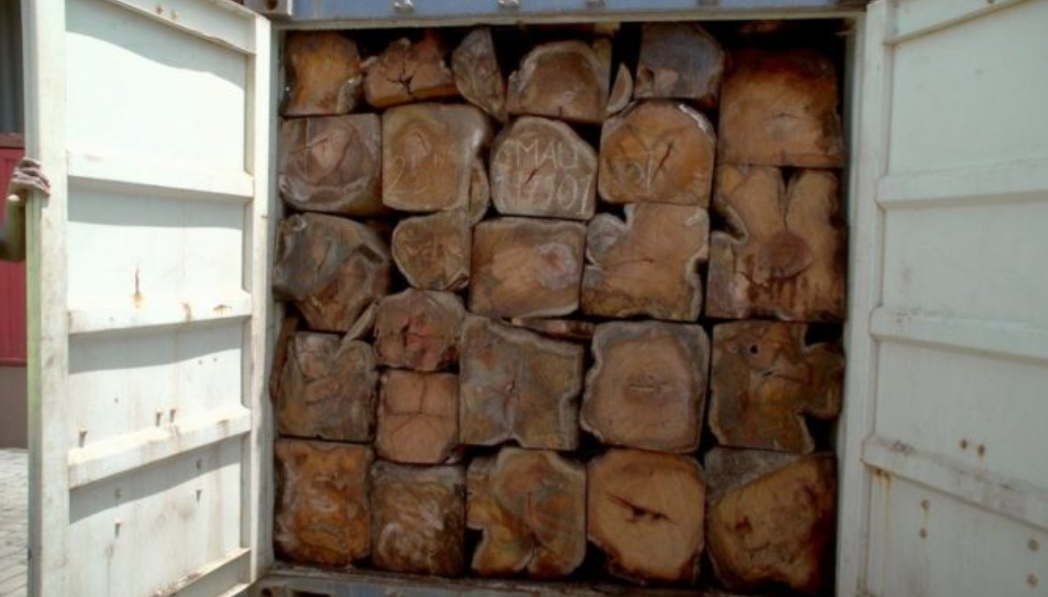 Gambie – Trafic de bois de la Casamance: 22 containers saisis, un suspect arrêté