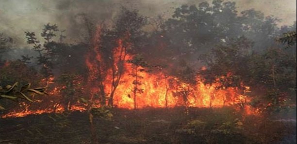 SÉDHIOU : Début de la campagne de riposte contre les feux de brousse