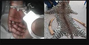 Criminalité faunique : Encore des peaux de léopard saisies à Kédougou !