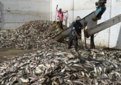 Mystérieuse maladie à Kayar: Une usine de fabrique de farine de poisson pointée du doigt