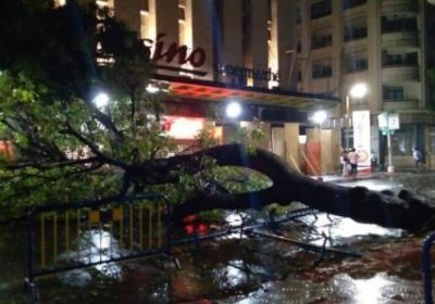 Pluie et vent fort à Dakar : Un arbre déraciné au centre-ville