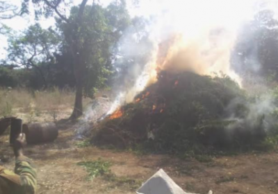 Casamance: 6 champs de chanvre indien brûlés par l’armée, un suspect arrêté