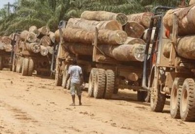 Trafic de bois en Casamance: La Suisse ouvre une procédure pour crime de guerre 