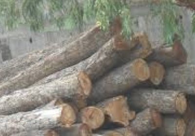 Interdiction d’exportation de bois : Greenpeace Afrique félicite la Gambie