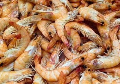 Crevettes : la surexploitation menace l’espèce