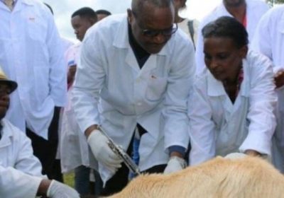 Éradication de la peste des petits ruminants en 2030 : Le Sénégal face à la réticence à la vaccination de certains éleveurs