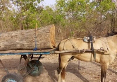 Goudomp – Pillage de la forêt classée de Mangaroungou : 5 exploitants forestiers sous mandat de dépôt