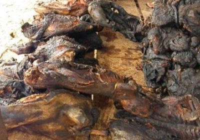 Tambacounda : La gendarmerie démantèle un réseau de vente de viande de singe et de chacal