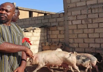 Elevage porc à Malicounda: GUY MARIUS SAGNA PARLE DE LA FILIÈRE