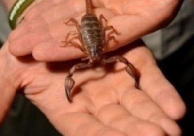 France : Un scorpion pique un passager sur un vol en provenance du Sénégal