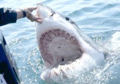 Présence des requins sur nos côtes: Vérité et contre-vérité !