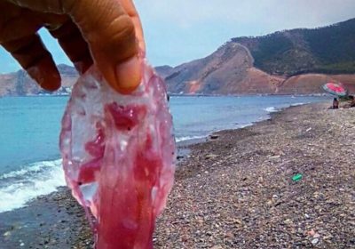 Panique des estivants face à la prolifération des méduses dans les plages du Nord
