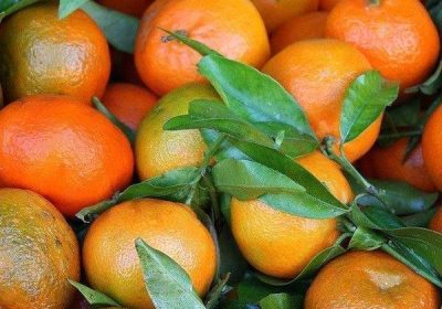 Les exportations marocaines de mandarines représentent la moitié des importations du Canada