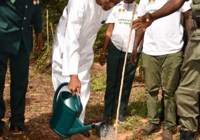 La Dégradation des Forêts Sénégalaises:  Alioune Ndoye  appelle à l’Action pour un Avenir Vert