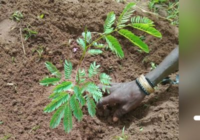 Des volontaires espagnols plantent 2000 variétés d’arbres à Dindéfélo