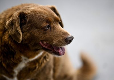 Bobi, le plus vieux chien du monde, est mort à l’âge de 31 ans