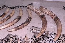 Arrestation d’un trafiquant avec deux défenses d’éléphant, des bijoux en ivoire et des dents de léopard