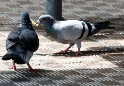 Japon : Un taximan tue un pigeon et se fait arrêter