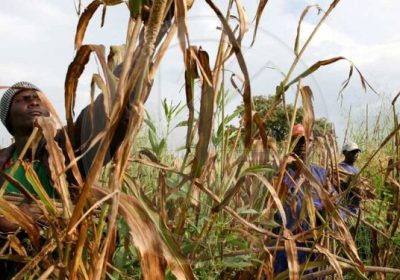 Changements climatiques : Ce qu’une étude prévoit sur les températures et l’agriculture à Tambacounda