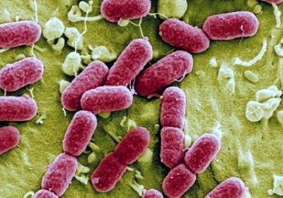 Au Japon, la propagation d’une bactérie létale « mangeuse de chair » inquiète