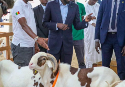 Tabaski : Bassirou Diomaye Faye marchande des moutons